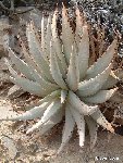 Aloe pachygaster,Spitzkopf, Namibia Dscf3539.jpg